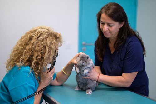CV_Clinique-Veterinaire-les-Cabrieres_Mise-en-situation_15.jpg CV_Clinique-Veterinaire-les-Cabrieres_Mise-en-situation_15.jpg