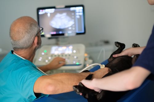 CV_Clinique-Veterinaire-les-Cabrieres_Mise-en-situation_18.jpg CV_Clinique-Veterinaire-les-Cabrieres_Mise-en-situation_18.jpg