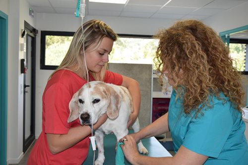 Soins chien 1
