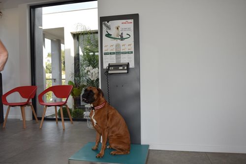 Balance chien