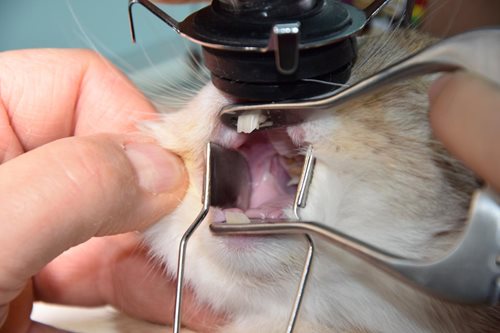 Dentisterie Nac